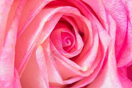 花花背景粉红玫瑰白色背景图片