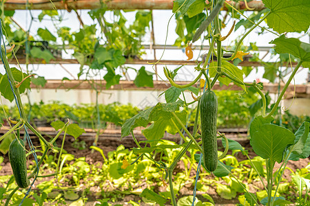 在有机农场的温室里生长的黄瓜收获技术食物养分花园植物场地宏观园艺季节图片