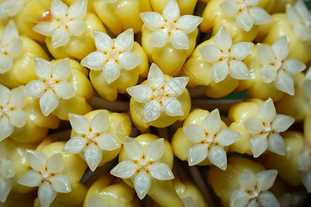 Hoya 花花宏宏观植物白色背景图片