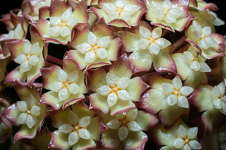 Hoya 花花宏宏观植物白色图片