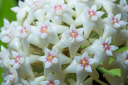 Hoya 花花宏植物宏观白色背景图片