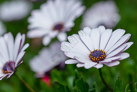 Dianthus 花花宏花园红色石竹白色背景图片