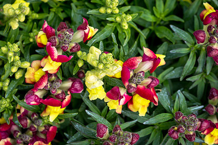 Dianthus 花花宏石竹花园红色白色背景图片