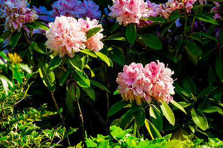 灌木 与美丽的粉红色花的特写照片季节红色粉色花园园艺叶子植物绿色植物群图片
