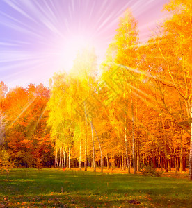 秋树叶颜色森林金子橡木季节植物落叶太阳环境景观背景图片