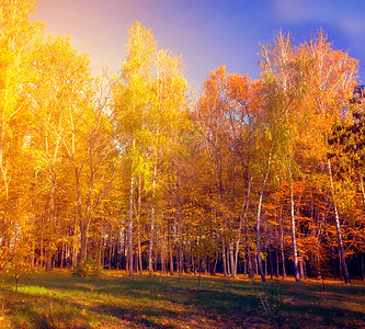 秋树叶花园叶子阳光颜色森林落叶环境金子植物群植物背景图片