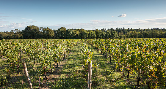 在收割前 在葡萄园里有许多成熟的葡萄图片
