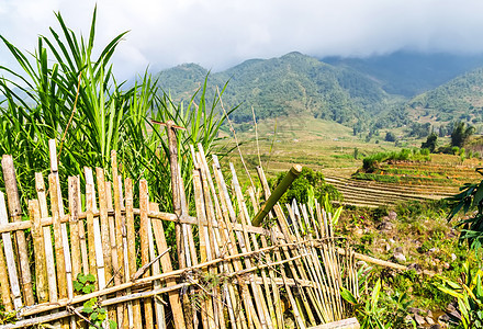 在梯田山区农场地貌上的稻田叶子植物农业文化村庄谷物旅行园艺热带种植园图片