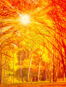 秋树叶环境太阳植物群背景颜色金子叶子橙子花园阳光背景图片