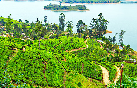 绿茶叶背景 C区山区茶叶灌木种植园图片