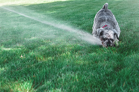 湿湿的宠物Schnauzer狗狗狗玩水 在炎热的夏日从喷洒器中饮水小狗犬类毛皮乐趣公园哺乳动物活动打扫洒水器花园图片