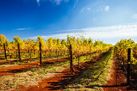 澳大利亚的金河谷葡萄园薄雾日落采摘植物丘陵晴天阳光酒厂葡萄园金谷图片
