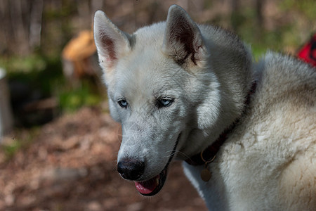 华丽的西伯利亚胡斯基狗肖像 站在明亮迷人的堕落森林里气候自由乐趣动物朋友哺乳动物眼睛小狗宠物犬类图片
