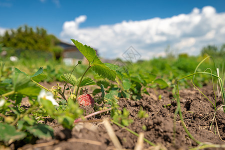 在有机农场的田地上种植草莓植物 复制空间场地生长叶子种植园农田水果技术季节园艺农业图片