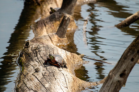米德兰彩龟 在睡莲叶环绕的原木上晒太阳  加拿大安大略省松林省立公园两栖乌龟野生动物公园宠物动物湿地爬虫日志平衡图片