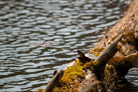 米德兰彩龟 在睡莲叶环绕的原木上晒太阳  加拿大安大略省松林省立公园日志平衡环境沼泽两栖公园湿地宠物植物野生动物图片