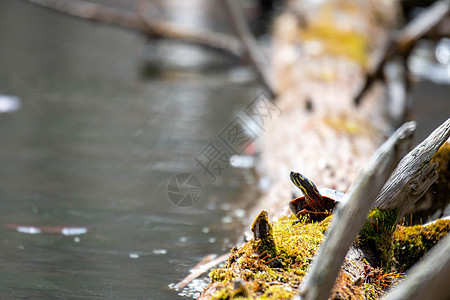 米德兰彩龟 在睡莲叶环绕的原木上晒太阳  加拿大安大略省松林省立公园野生动物乌龟宠物动物群平衡植物爬虫菊科荒野甲壳图片