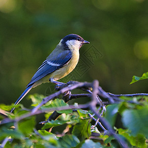 大踏在树上山雀鸣禽俘虏单只鸟绿色黄色野生动物动物图片