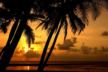 棕榈天空太阳树木日落图片