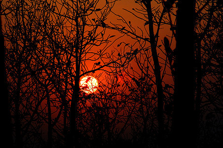 日落树天空日落树木木头太阳图片