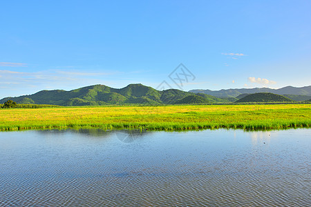 泰国阳光明媚的黄草田水山自然风景热带雨林 呈现出黄色草地 潮湿的气候农业海滩地平线海洋植物场景树木反射蓝色棕榈图片