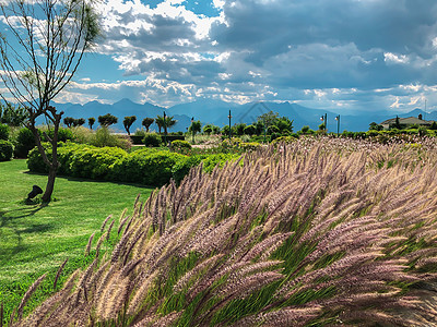 安塔利亚一个美丽的绿色公园里的羽毛草 有山图片