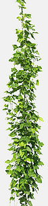 白色背景上的藤树植物分离爬行者叶子框架边界荒野生长热带丛林绿色植物图片