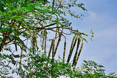 蓝色天空背景的树枝树上的莫林加群体图片