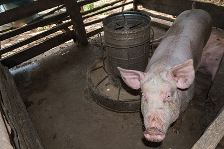 猪养猪场家畜团体配种猪肉鼻子栽培动物粉色农场小猪背景图片