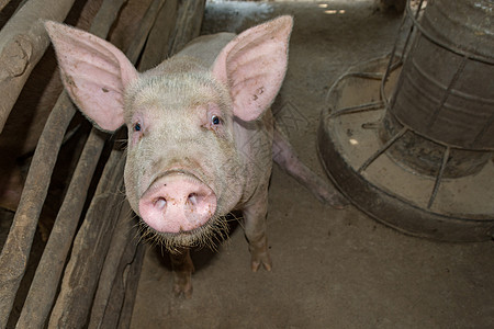 猪养猪场水平家畜配种栽培小猪鼻子工业动物农场猪肉图片