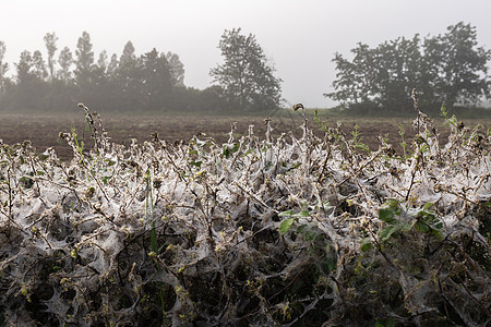 早晨潮湿的树篱中的蜘蛛网陷阱花园季节生长植物丝绸网络薄雾草地蜘蛛图片