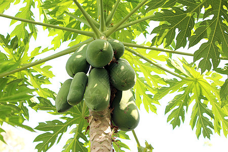 木瓜 树上的木瓜和木瓜农场营养饮食情调花园树干食物植物农业假期异国图片