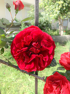 紧紧登上红山的玫瑰花 在夏日花园的假墙壁上图片