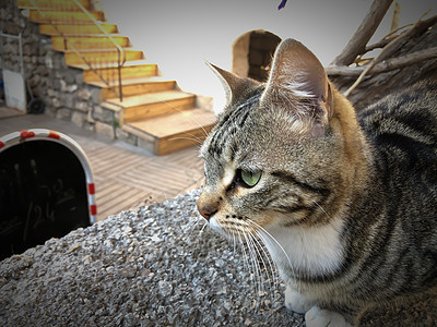 闭紧灰猫和白猫 绿眼坐立哺乳动物动物毛皮小猫爪子阳光地面晴天猫咪猫科动物图片