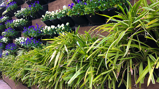 鲜艳的花朵花卉装饰墙围栏垂直花坛 p叶子植物群蕨类环境地面木头栅栏园艺植物公园图片