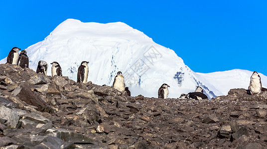 几只企鹅站在雪山的岩石上 它们站立在岩石上宠物顶峰旅游山脉异国下巴带小鸡旅行荒野人群图片