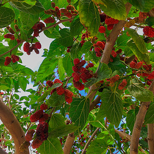 有机木莓树和绿叶 红紫红色草莓图片