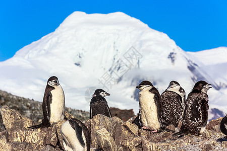 几只企鹅站在雪山的岩石上 它们站立在岩石上蓝色旅游顶峰野生动物小鸡异国下巴带宠物悬崖家庭图片