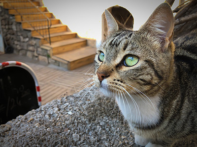 闭紧灰猫和白猫 绿眼坐立毛皮爪子地面猫科动物宠物哺乳动物虎斑阳光猫咪动物图片