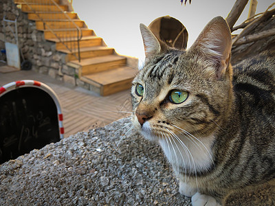 闭紧灰猫和白猫 绿眼坐立毛皮宠物地面阳光动物猫咪晴天虎斑哺乳动物爪子图片