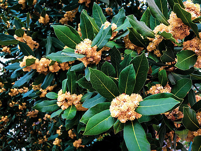 紧紧盛开的异国树 用浅橙色花朵花园情调植物学植物群热带叶子植物衬套生长花瓣图片