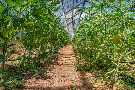有机绿色西红柿在温室中成熟 种植无化学品的蔬菜 健康食品园艺收成生长幼苗栽培花园食物农场农业植物图片