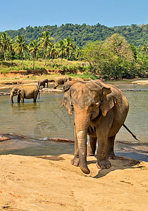 亚洲大象在锡兰河的浴池丛林动物学野生动物居住生态皮肤海报环境墙纸荒野图片