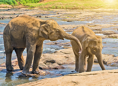 大象畜群清洗吸引人的河流屁股生态丛林尾巴树干太阳生活动物荒野公园图片