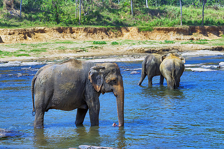 户外河流中的群类大象濒危假期耳朵活动哺乳动物野生动物动物大草原吸引力荒野图片