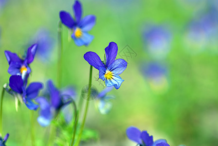 春草地上的小蓝野雀花(Viola 三色)图片