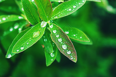 绿叶 雨后有水滴 紧闭图片