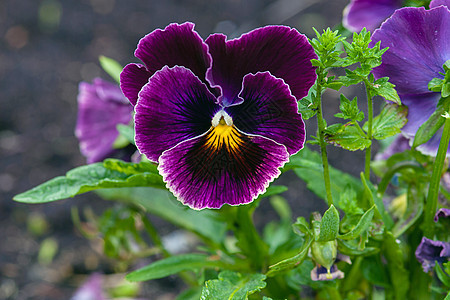 花园中的深紫色花朵(Viola 三色)图片