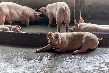 一头猪白色猪肉小猪鼻子家畜兽医食物动物养猪场农场图片