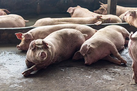 肥猪在猪养殖场吃过一顿饭后正在睡觉 猪养殖场是防止臭味和细菌的封闭系统白色哺乳动物小猪养猪场动物母猪配种谷仓家畜农场图片